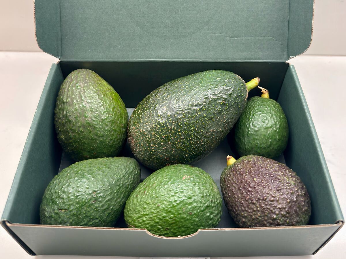 Box full of Premium Hass avocados grown at Patel Ranch in De Luz, California