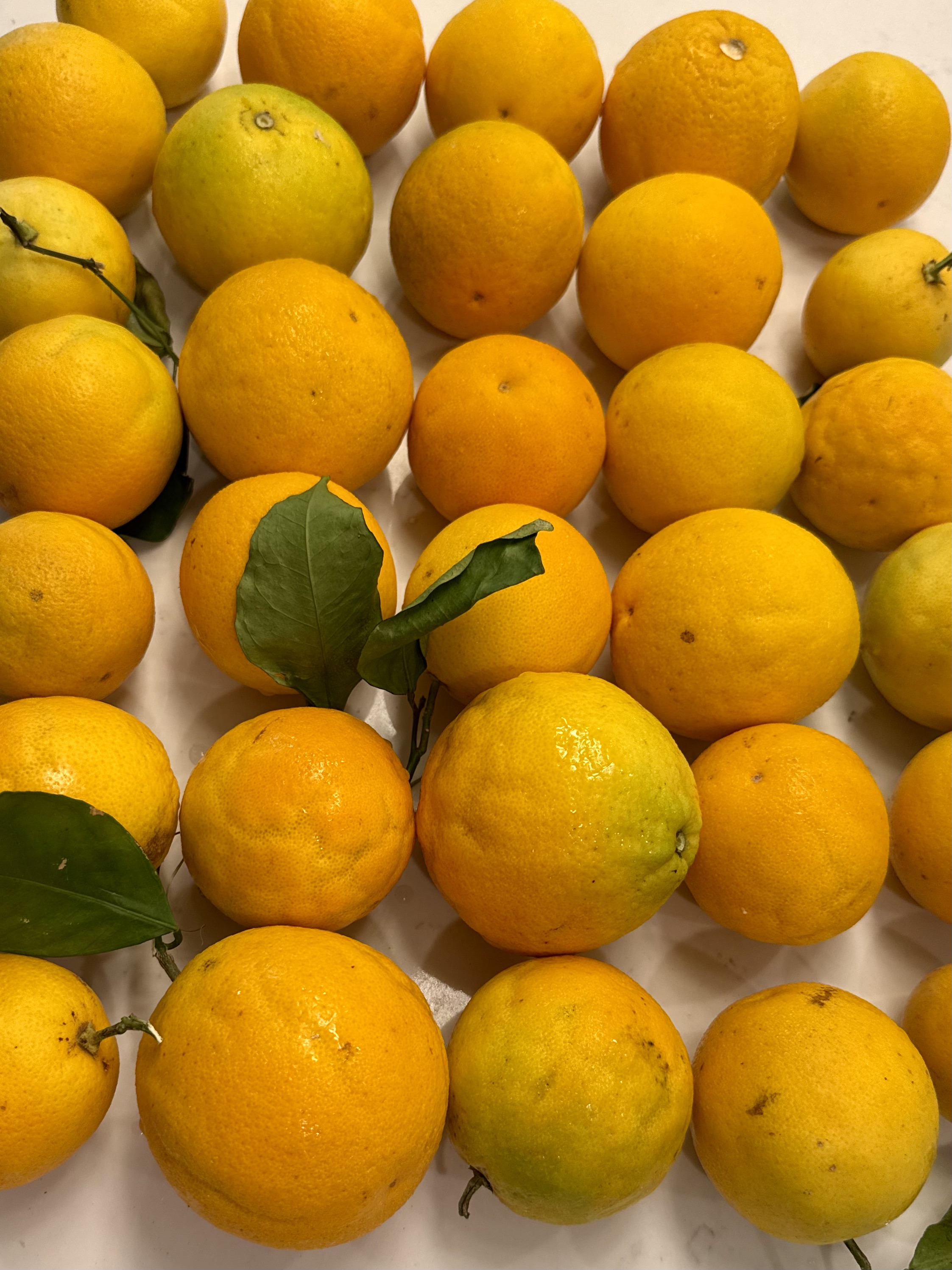 Valencia Oranges 12 Count