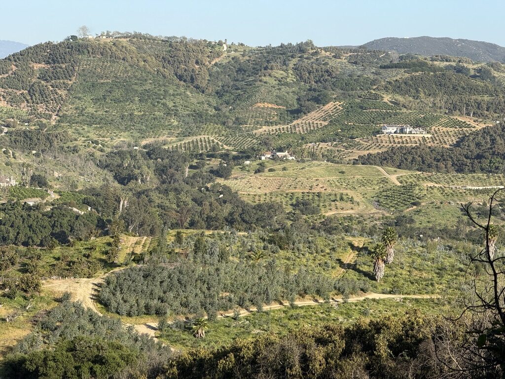 The Patel Ranch avocado grove in De Luz, California