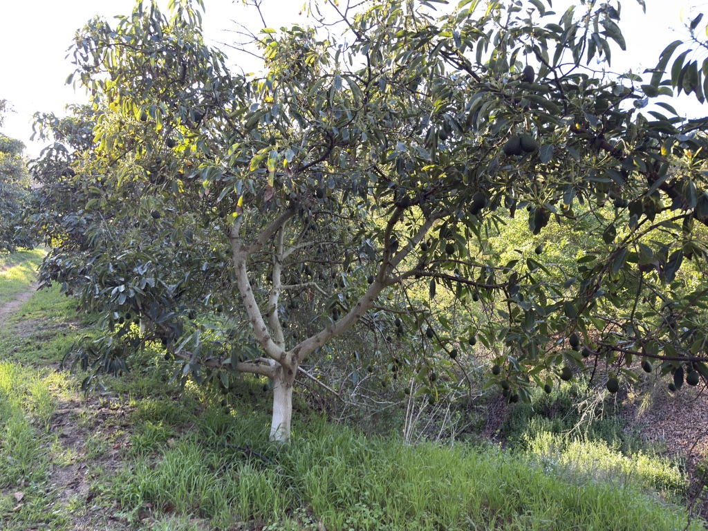 Hass avocado tree with ripe avocados at Patel Ranch in De Luz, California