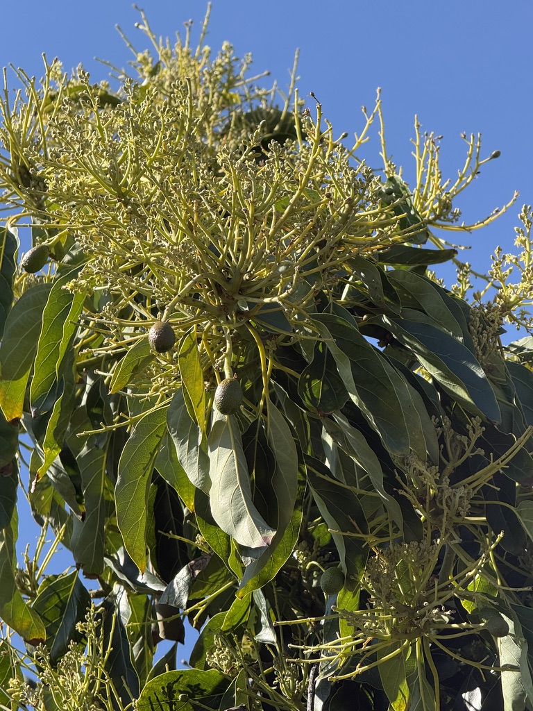 Avocado tree flowering at Patel Ranch, De Luz California avocado grove