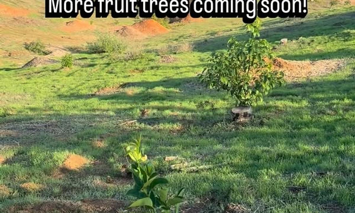 What Is Buddha's Hand Citron? We Just Planted One at Patel Ranch