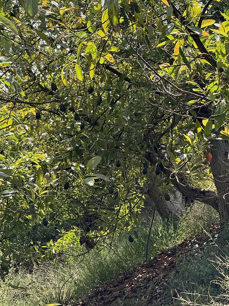 Hass avocado tree FG-01 at Patel Ranch